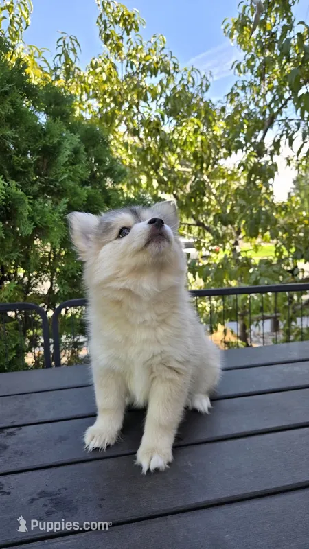 Gracie – Pomsky puppy for sale in Henderson, CO