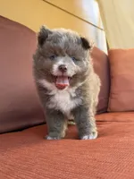 Bon Bon , a male Pomsky for sale in Henderson, CO – 4 of 7