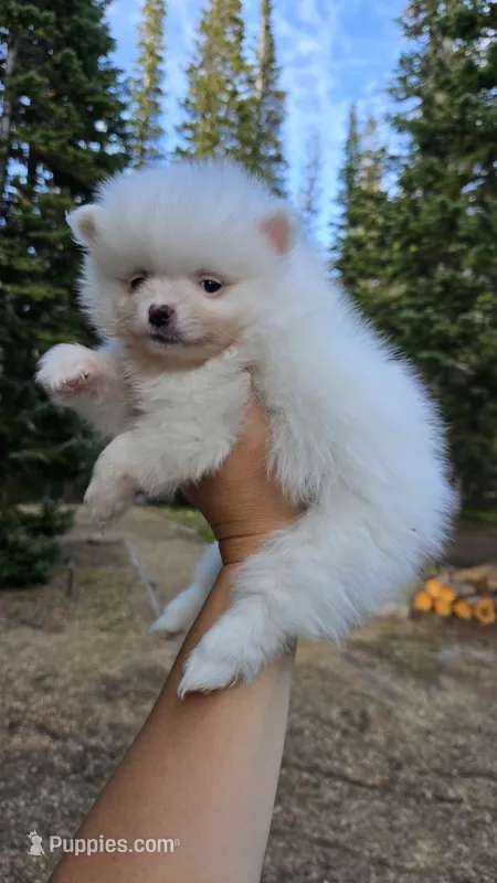 Vail – Pomeranian puppy for sale in Henderson, CO