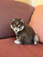 Hazel, a female Pomsky for sale in Henderson, CO – 2 of 8