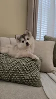 Gracie, a female Pomsky for sale in Henderson, CO – 3 of 5