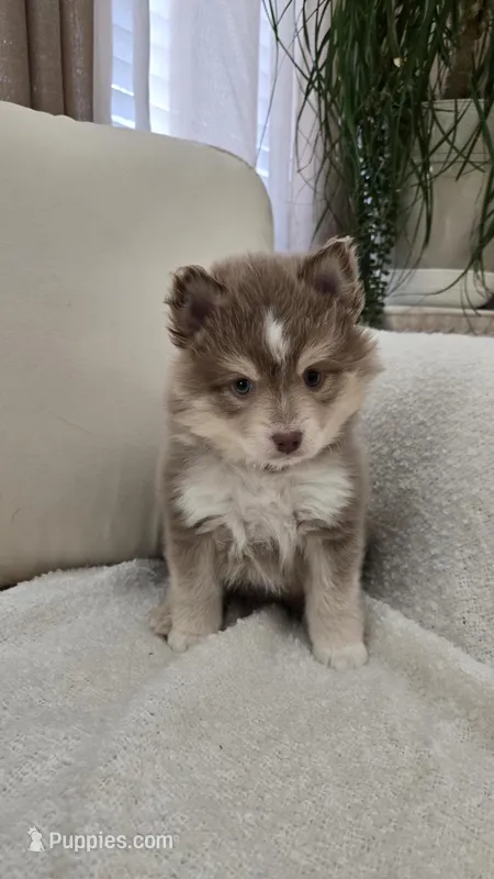 Maple – Pomsky puppy for sale in Henderson, CO