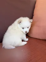 Polo, a male Pomsky for sale in Henderson, CO – 9 of 10