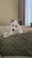 Iris, a female Pomsky for sale in Henderson, CO – 2 of 4