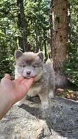Baxter, a male Pomsky for sale in Henderson, CO – 2 of 6