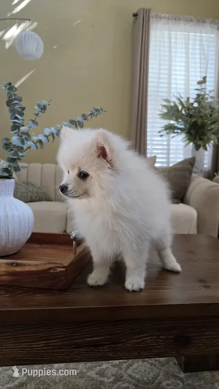 Biscuit – Pomeranian puppy for sale in Henderson, CO