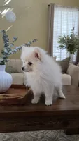 Biscuit, a male Pomeranian for sale in Henderson, CO – 1 of 6