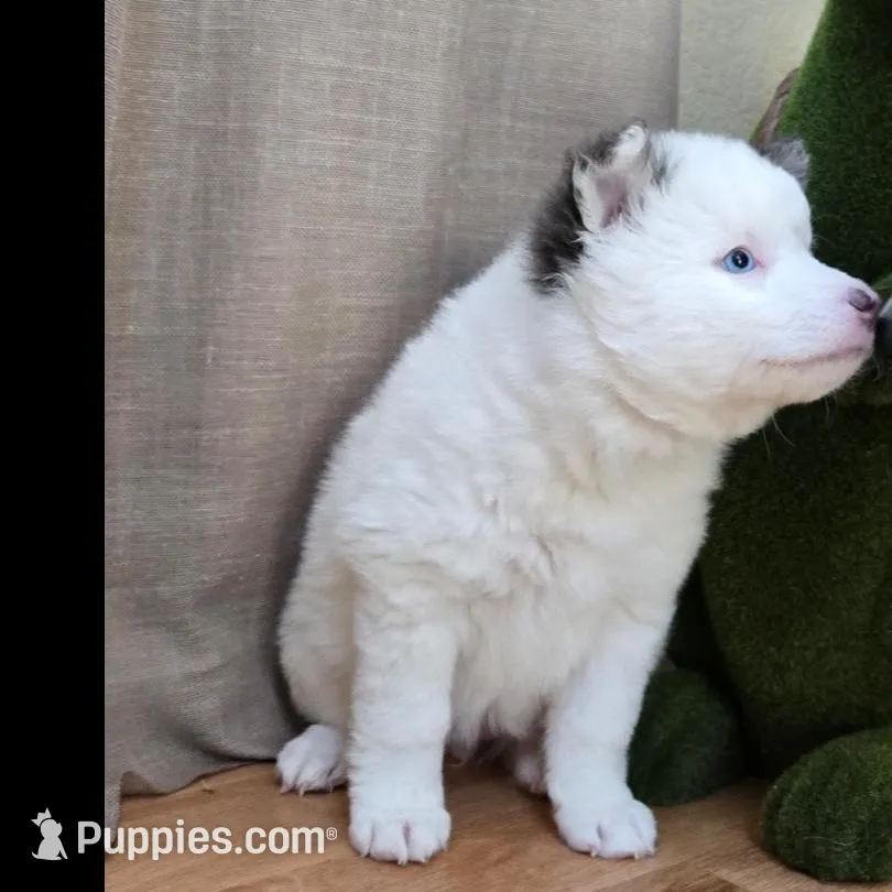 Ink, a female Pomsky for sale in Henderson, CO – Photo 4 of 5