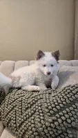 Holly, a female Pomsky for sale in Henderson, CO – 5 of 8