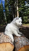 Iris, a female Pomsky for sale in Henderson, CO – 3 of 6