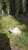 Gracie, a female Pomsky for sale in Henderson, CO – 6 of 6
