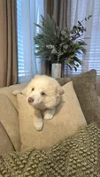 Sweetie , a female Pomsky for sale in Henderson, CO – 5 of 7