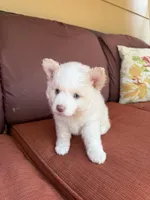 Sweetie , a female Pomsky for sale in Henderson, CO – 6 of 7