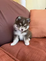 Hazel, a female Pomsky for sale in Henderson, CO – 3 of 8
