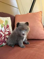 Chaska, a female Pomsky for sale in Henderson, CO – 6 of 7