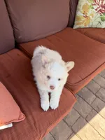 Sweetie , a female Pomsky for sale in Henderson, CO – 7 of 7