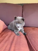 Chaska, a female Pomsky for sale in Henderson, CO – 7 of 7