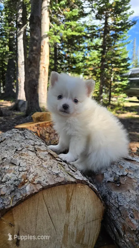 Oscar – Pomsky puppy for sale in Henderson, CO