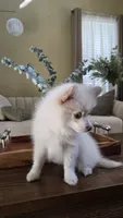 Oscar, a male Pomsky for sale in Henderson, CO – 4 of 7
