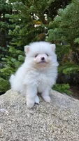 Vail, a male Pomeranian for sale in Henderson, CO – 6 of 6