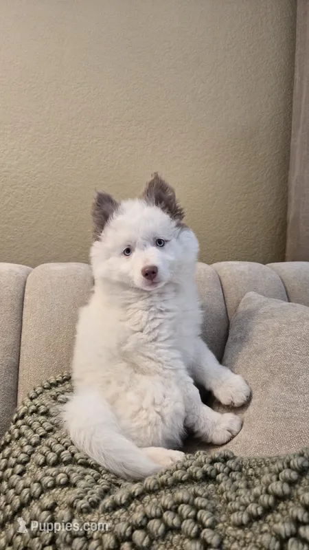 Holly – Pomsky puppy for sale in Henderson, CO