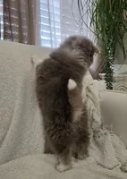 Chai, a male Pomsky for sale in Henderson, CO – Photo 4 of 5