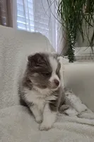 Chai, a male Pomsky for sale in Henderson, CO – Photo 2 of 5