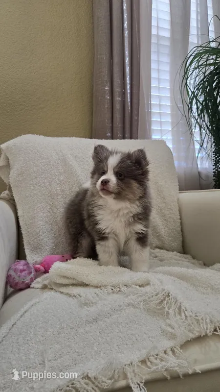 Chai – Pomsky puppy for sale in Henderson, CO
