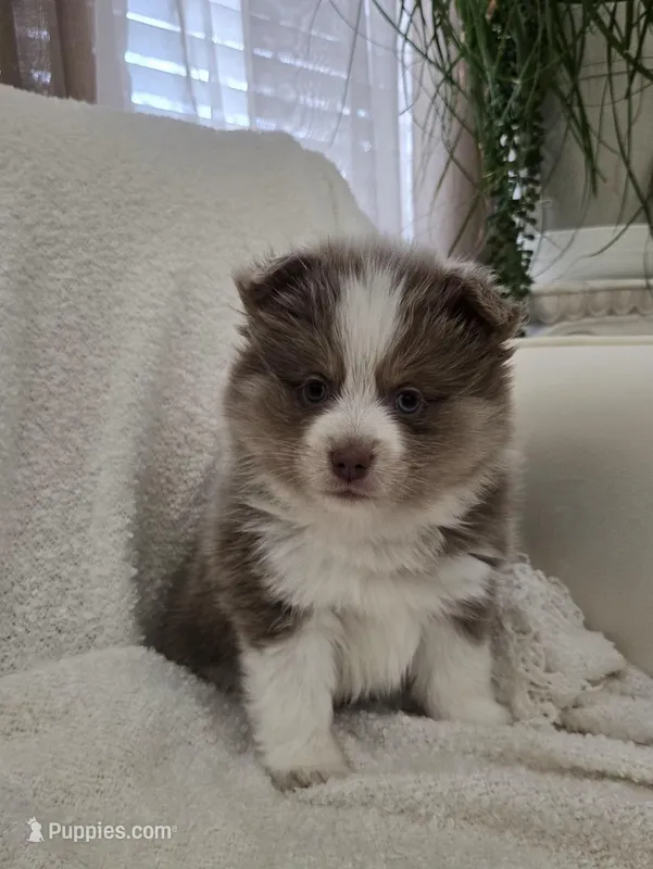 Chai – Pomsky puppy for sale in Henderson, CO