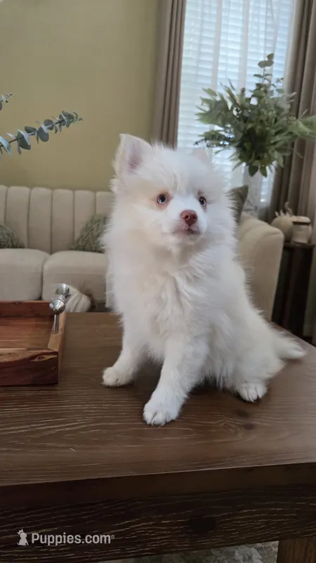 Polo – Pomsky puppy for sale in Henderson, CO