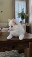 Polo, a male Pomsky for sale in Henderson, CO – 4 of 5