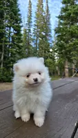 Vail, a male Pomeranian for sale in Henderson, CO – 2 of 6