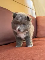 Bon Bon , a male Pomsky for sale in Henderson, CO – 2 of 7