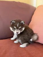 Hazel, a female Pomsky for sale in Henderson, CO – 6 of 8