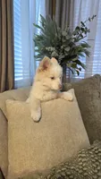 Sweetie , a female Pomsky for sale in Henderson, CO – 4 of 7