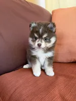 Hazel, a female Pomsky for sale in Henderson, CO – 4 of 8