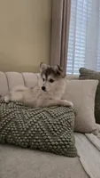 Gracie, a female Pomsky for sale in Henderson, CO – 2 of 5