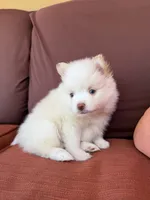 Polo, a male Pomsky for sale in Henderson, CO – 8 of 10