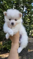 Oscar, a male Pomsky for sale in Henderson, CO – 7 of 8