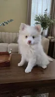 Polo, a male Pomsky for sale in Henderson, CO – 1 of 5