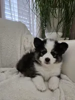 Eclipse, a female Pomsky for sale in Henderson, CO – Photo 7 of 7