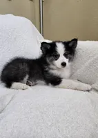 Eclipse, a female Pomsky for sale in Henderson, CO – 7 of 9