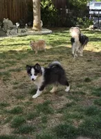 Eclipse, a female Pomsky for sale in Henderson, CO – 3 of 9