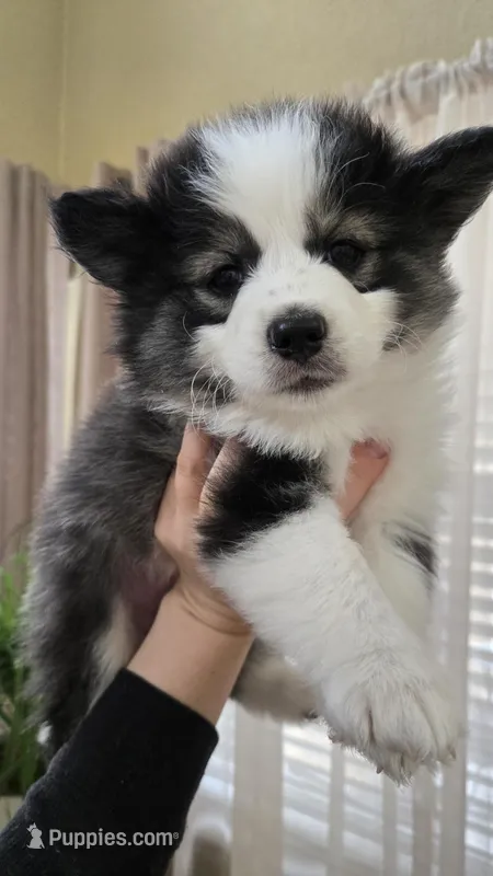 Eclipse – Pomsky puppy for sale in Henderson, CO