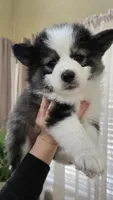 Eclipse, a female Pomsky for sale in Henderson, CO – Photo 1 of 7