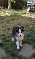 Eclipse, a female Pomsky for sale in Henderson, CO – 6 of 9