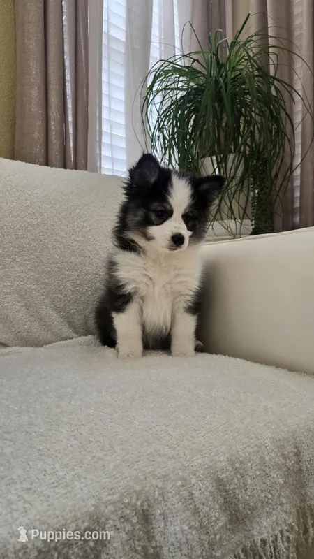 Eclipse – Pomsky puppy for sale in Henderson, CO
