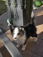 Eclipse, a female Pomsky for sale in Henderson, CO – 4 of 9