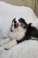 Eclipse, a female Pomsky for sale in Henderson, CO – 9 of 9