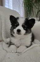 Eclipse, a female Pomsky for sale in Henderson, CO – Photo 4 of 7